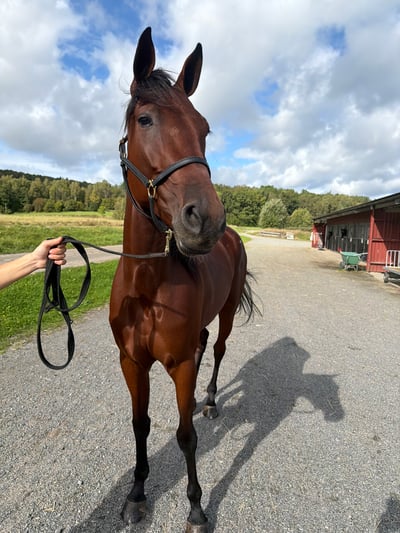 Bild på Sky Victory